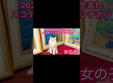 #マンチカン #スコティッシュフォールド #ブリーダー