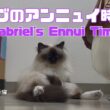 バーマン猫ガブ【ガブのアンニュイ時間】Gabriel's Ennui Time（バーマン猫）Birman/Cat