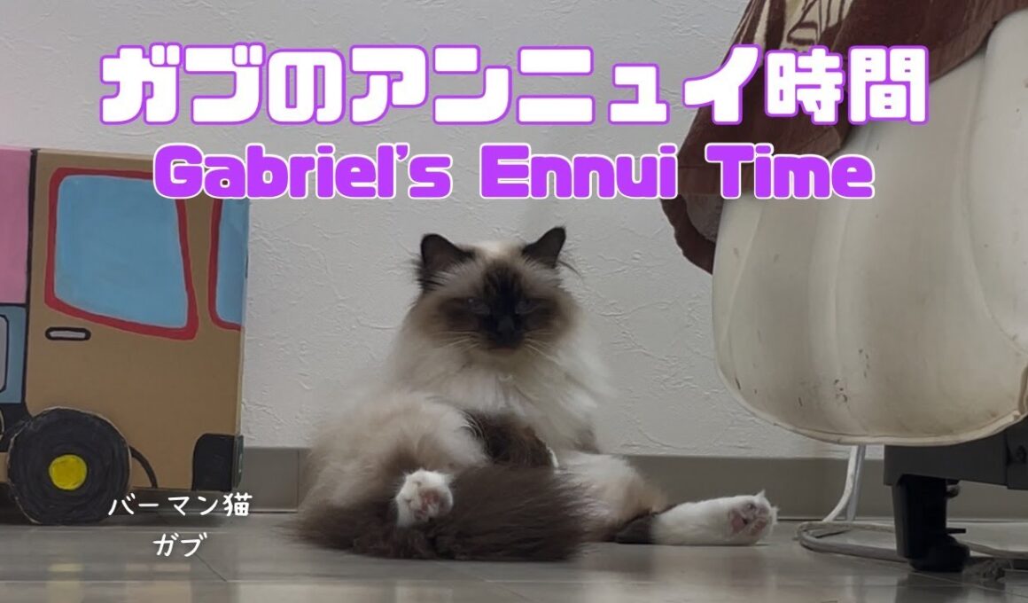 バーマン猫ガブ【ガブのアンニュイ時間】Gabriel's Ennui Time（バーマン猫）Birman/Cat