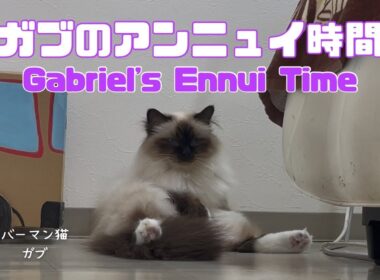 バーマン猫ガブ【ガブのアンニュイ時間】Gabriel's Ennui Time（バーマン猫）Birman/Cat