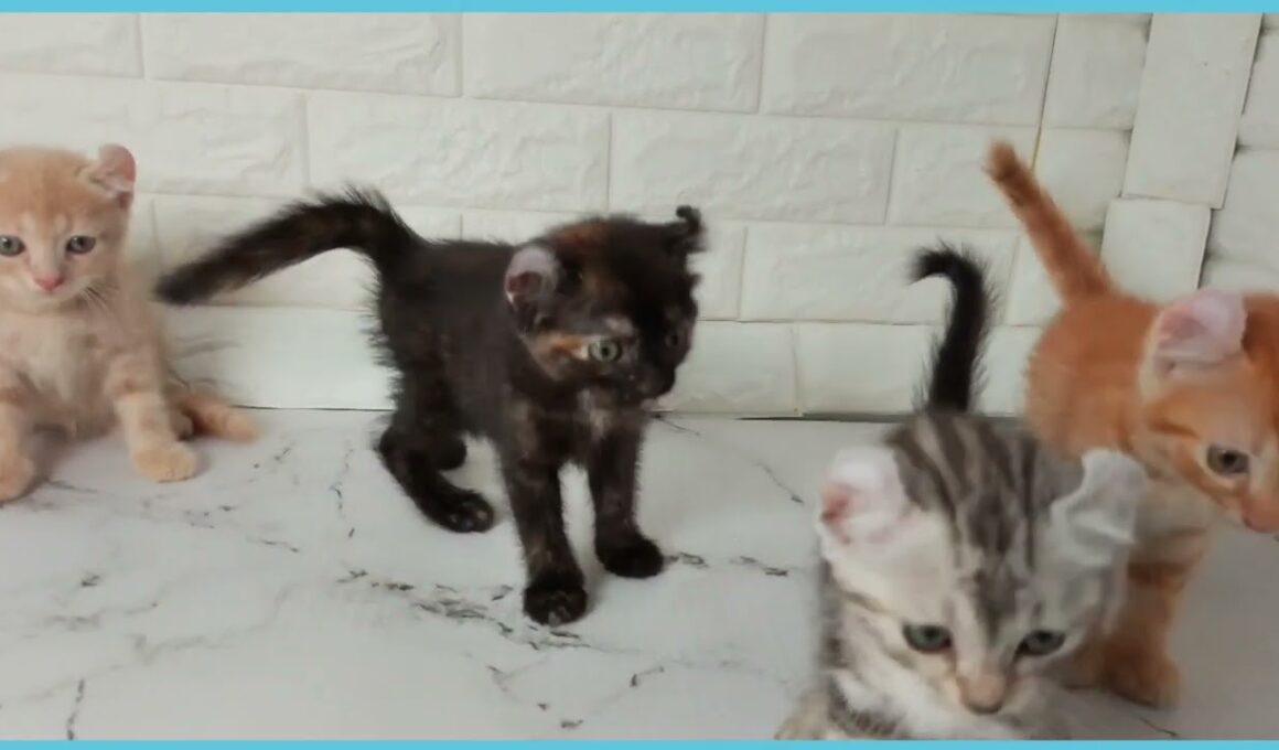 Coo&RIKU　No.00735257 アメリカンカール