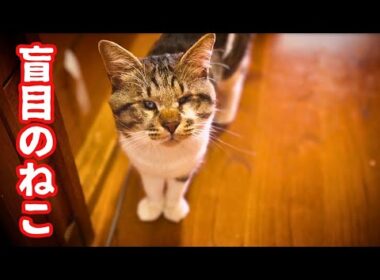 目の不自由なねこの日中は忙しい
