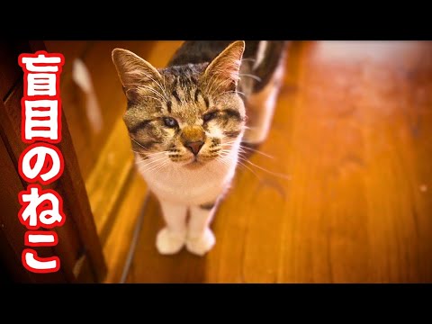 目の不自由なねこの日中は忙しい
