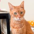 異変発生⁉︎ベテラン子猫、秋に急に痩せる　Dealing with fussy eater among my 3rd cat