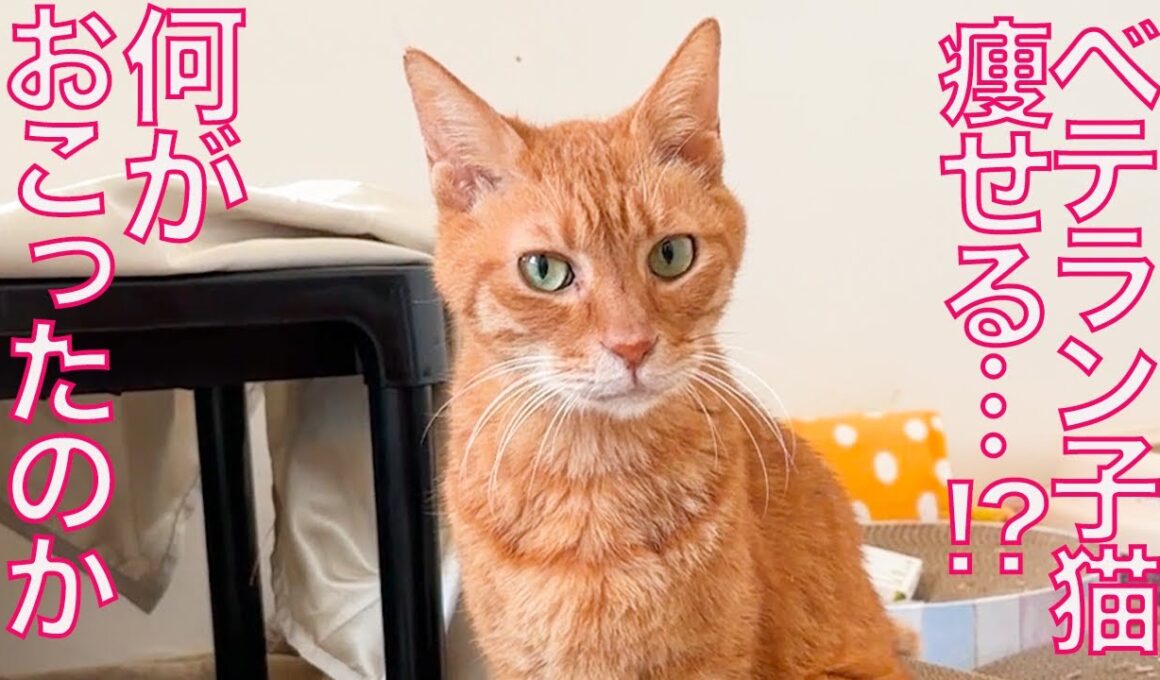 異変発生⁉︎ベテラン子猫、秋に急に痩せる　Dealing with fussy eater among my 3rd cat