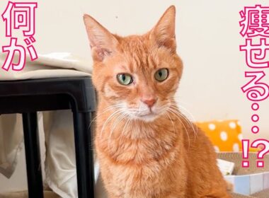 異変発生⁉︎ベテラン子猫、秋に急に痩せる　Dealing with fussy eater among my 3rd cat