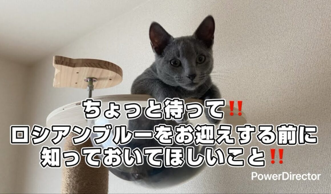 【ロシアンブルー】子猫〜幼猫期に噛み癖強く暴れん坊傾向アリ👹✨