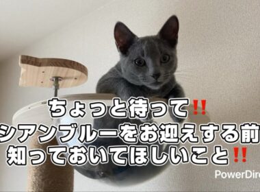 【ロシアンブルー】子猫〜幼猫期に噛み癖強く暴れん坊傾向アリ👹✨
