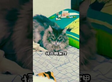 掃除機＝世界の終わりな猫 #メインクーン #マンチカン #ラガマフィン