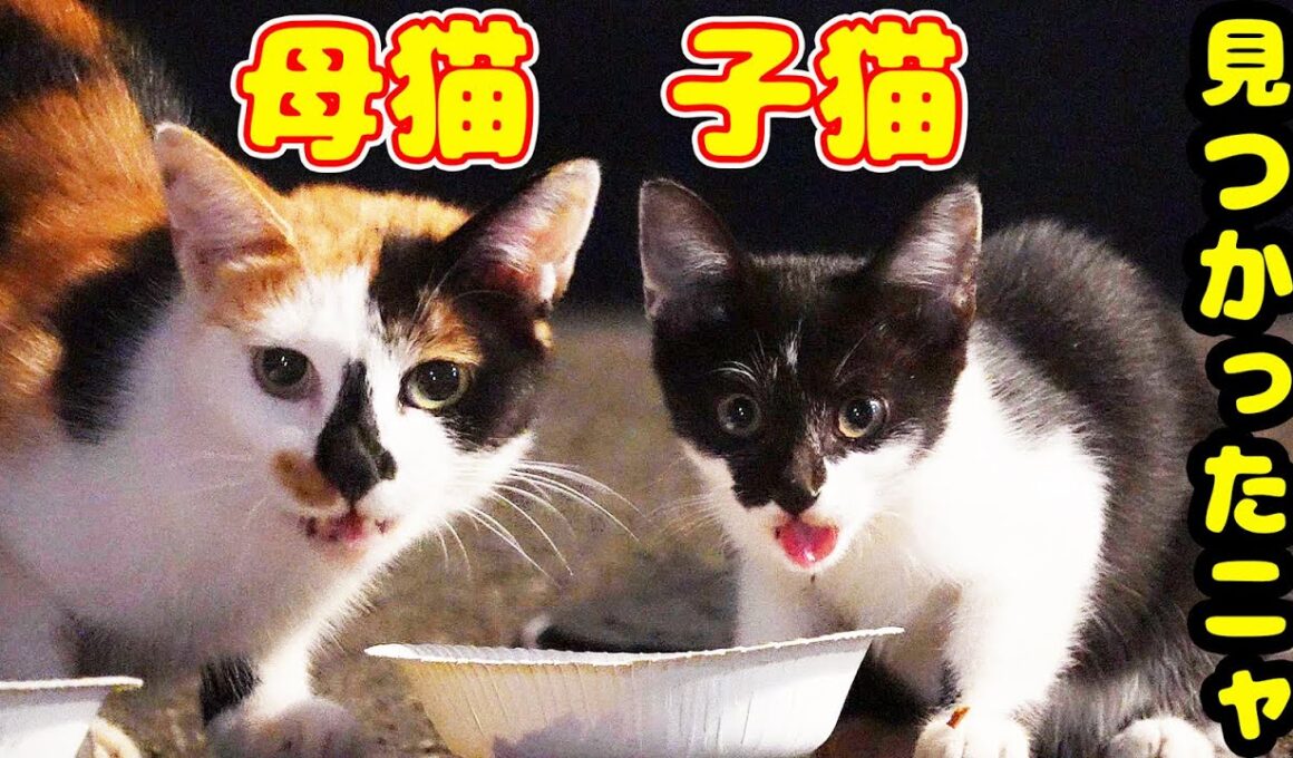 捨て猫？深夜の住宅街に突然 現れた子猫と母猫にご飯をあげると？ 防波堤で生きるさくらねこたちへのエサやり 野良猫 感動猫動画
