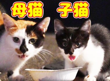捨て猫？深夜の住宅街に突然 現れた子猫と母猫にご飯をあげると？ 防波堤で生きるさくらねこたちへのエサやり 野良猫 感動猫動画
