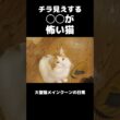 ビビリな大型猫メインクーン #shorts #メインクーン #猫のいる暮らし#cat #mainecoon #catlover​  #catshorts​ #cute​ #cutecat​ #fyp​