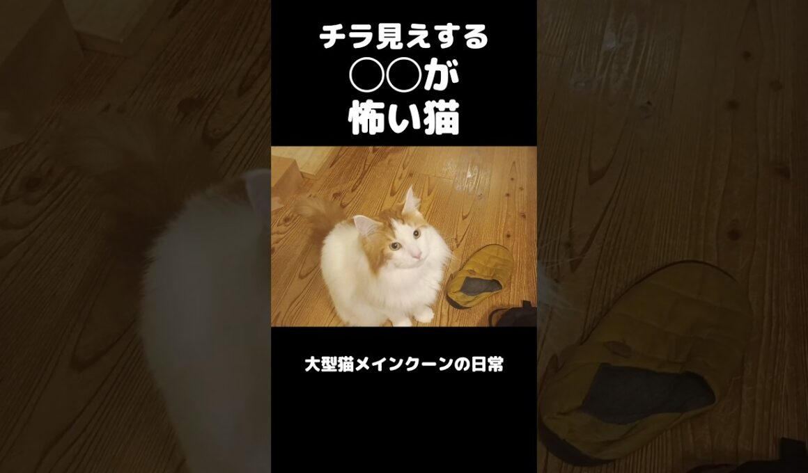 ビビリな大型猫メインクーン #shorts #メインクーン #猫のいる暮らし#cat #mainecoon #catlover​  #catshorts​ #cute​ #cutecat​ #fyp​