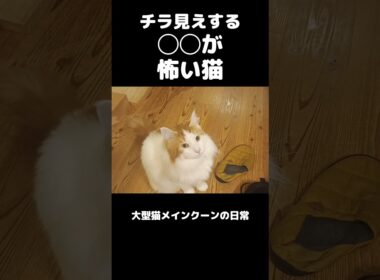 ビビリな大型猫メインクーン #shorts #メインクーン #猫のいる暮らし#cat #mainecoon #catlover​  #catshorts​ #cute​ #cutecat​ #fyp​