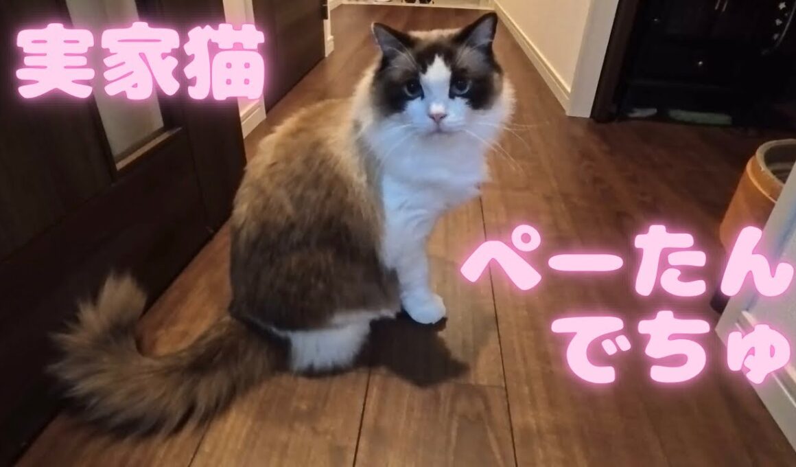 【実家猫】ラグドールのぺーたん【番外編】