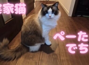 【実家猫】ラグドールのぺーたん【番外編】
