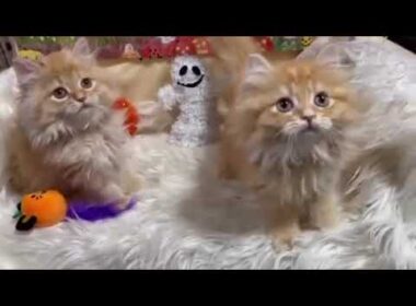 マンチカン 長足くん　レッドタビー（セミロング〜ロング）