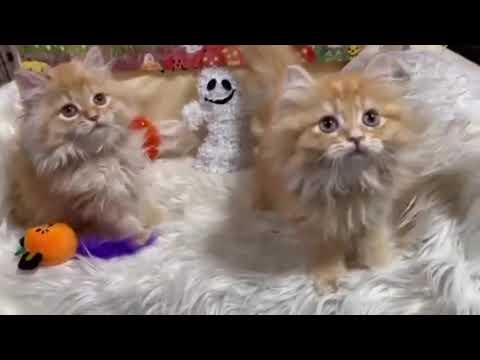 マンチカン 長足くん　レッドタビー（セミロング〜ロング）