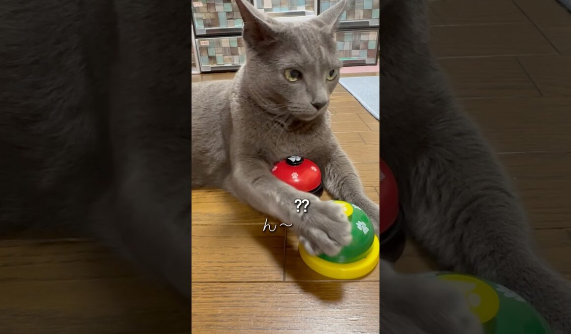 【ロシアンブルー】めろんの大切なモノ⁇🤭【猫】#shorts