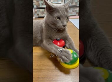 【ロシアンブルー】めろんの大切なモノ⁇🤭【猫】#shorts