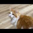 お昼の猫タイム！【マリー（メインクーン）】