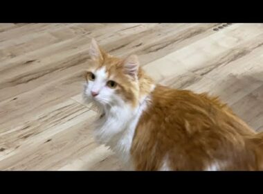 お昼の猫タイム！【マリー（メインクーン）】