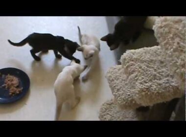 F1 Havana Brown kittens playing 7-22-12