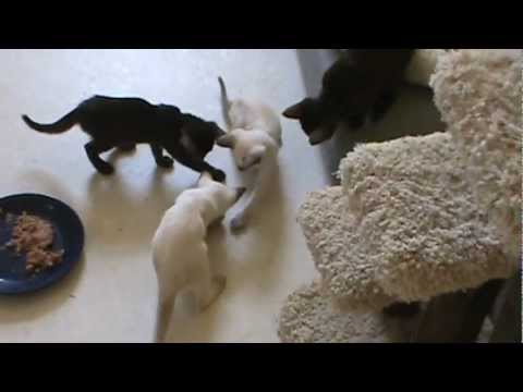 F1 Havana Brown kittens playing 7-22-12