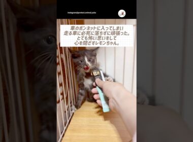 主さんの優しさに触れて心を開いていく子猫｜PECO