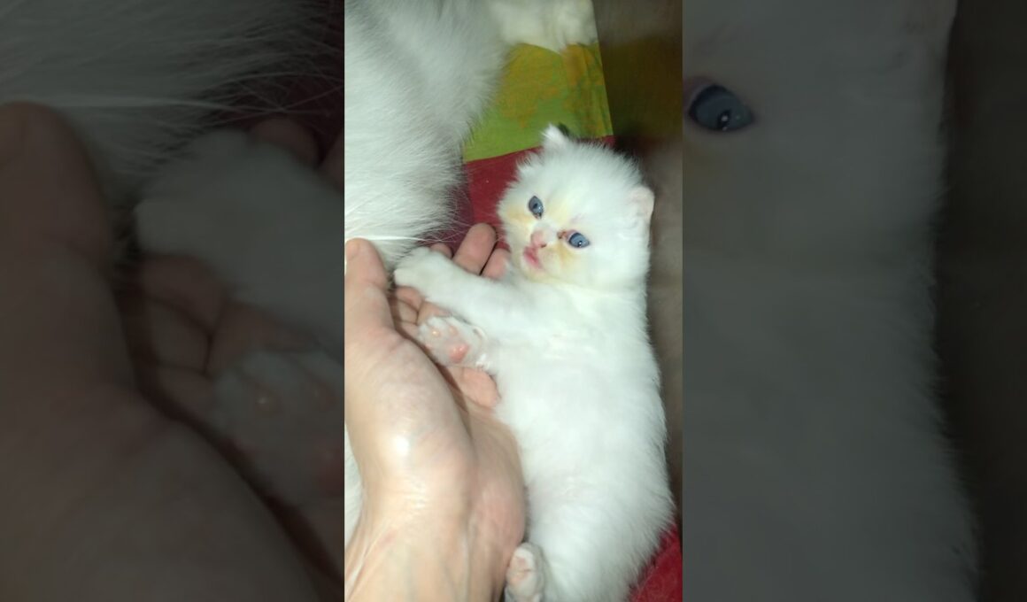 cute kitty of 19Days🥰🥰🥰 #cat #cute #kitten #19days #cutecat #赤ちゃん #kucinganggoralucudanimut #子ネコ