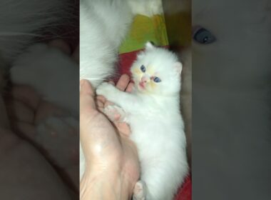 cute kitty of 19Days🥰🥰🥰 #cat #cute #kitten #19days #cutecat #赤ちゃん #kucinganggoralucudanimut #子ネコ