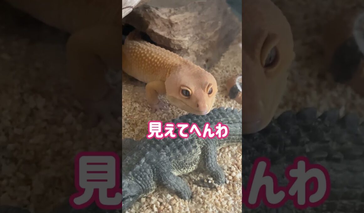 🦎レオパのプリン🦎そらそーやん🌟 #プリン #レオパ #レオパードゲッコー