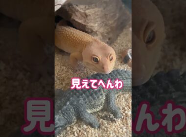 🦎レオパのプリン🦎そらそーやん🌟 #プリン #レオパ #レオパードゲッコー