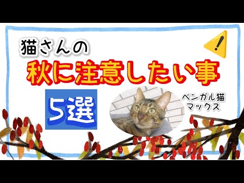 【ベンガル猫】猫の秋に注意したい事5選