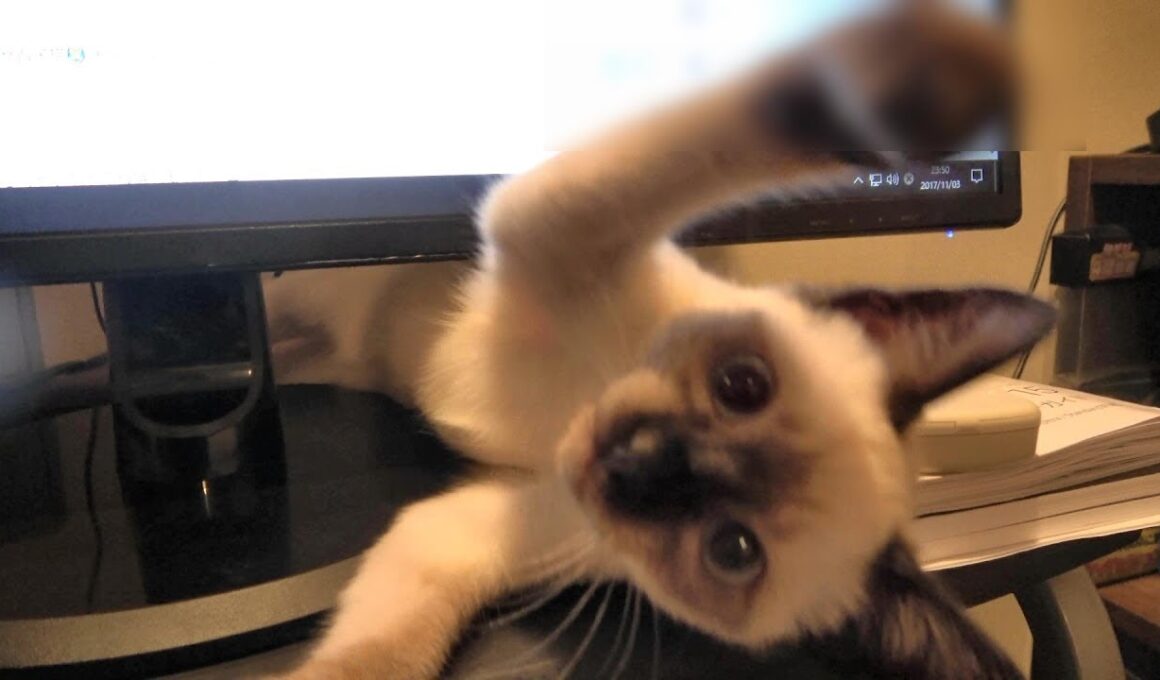 ＰＣの上を豪快に邪魔するシャム子猫に優しく説教してみたら・・・🙀🐾