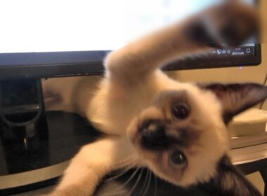 ＰＣの上を豪快に邪魔するシャム子猫に優しく説教してみたら・・・🙀🐾