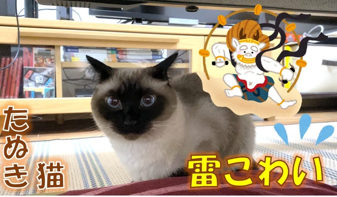 雷が怖いたぬき猫のふくさん【シャム猫】