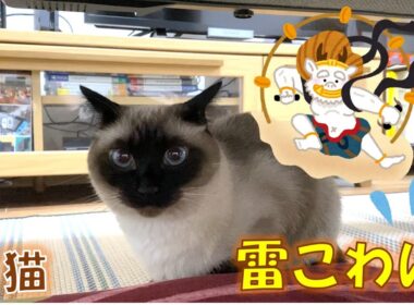 雷が怖いたぬき猫のふくさん【シャム猫】