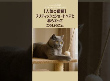 【人気の猫種】ブリティッシュショートヘアと暮らすって、こういうこと