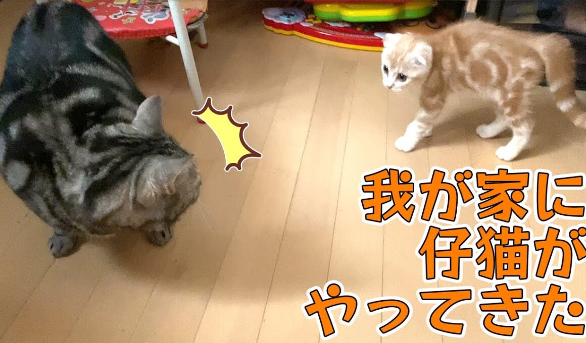 【 子猫 】我が家に仔猫がやって来た！【 スコティッシュフォールド / アメリカンショートヘアー 】