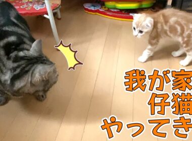 【 子猫 】我が家に仔猫がやって来た！【 スコティッシュフォールド / アメリカンショートヘアー 】