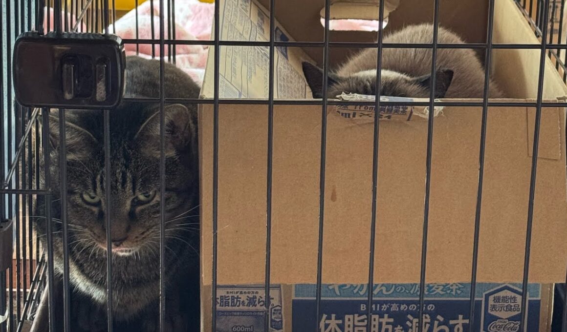 シャムミックスのチョウクディちゃん🥰✨