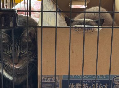 シャムミックスのチョウクディちゃん🥰✨