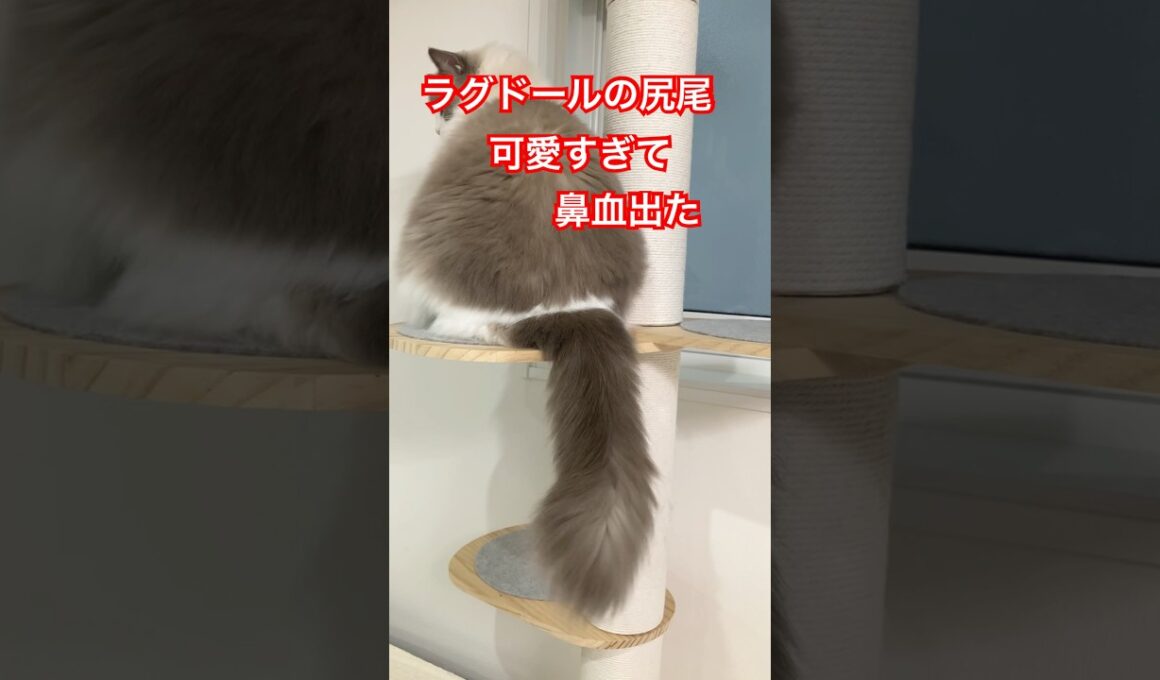 ラグドール　マルちゃんの尻尾が可愛い過ぎて鼻血出た　#cat  #cats  #catlovers  #ragdoll #ラグドール　#猫　#仔猫