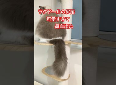 ラグドール　マルちゃんの尻尾が可愛い過ぎて鼻血出た　#cat  #cats  #catlovers  #ragdoll #ラグドール　#猫　#仔猫
