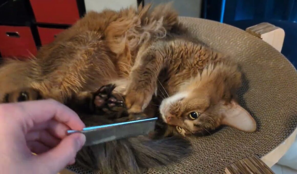 【1372日目】キックカリカリ #ソマリ #cat