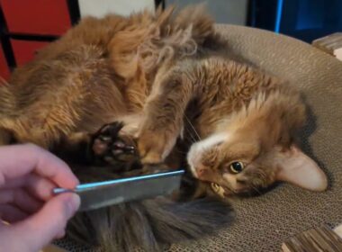 【1372日目】キックカリカリ #ソマリ #cat