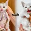 【奇跡の救出】ドブに落ちていた子猫が 真っ白ホワホワに✨
