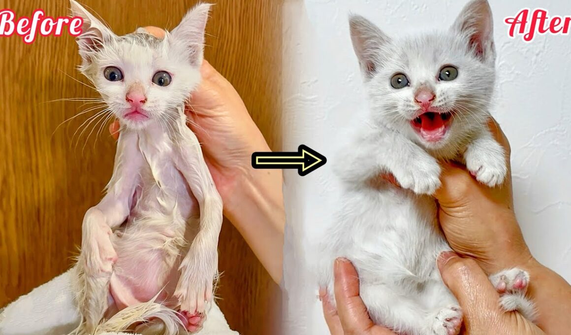 【奇跡の救出】ドブに落ちていた子猫が 真っ白ホワホワに✨