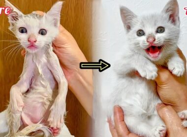 【奇跡の救出】ドブに落ちていた子猫が 真っ白ホワホワに✨
